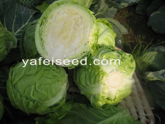 Delicious and Nutritious Best Green Cabbage Recipe for a Healthy Lifestyle