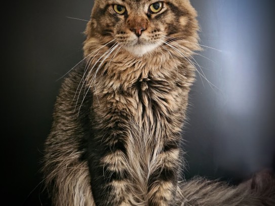 Maine Coon vs. Savannah Cats: A Comprehensive Comparison for Cat Enthusiasts